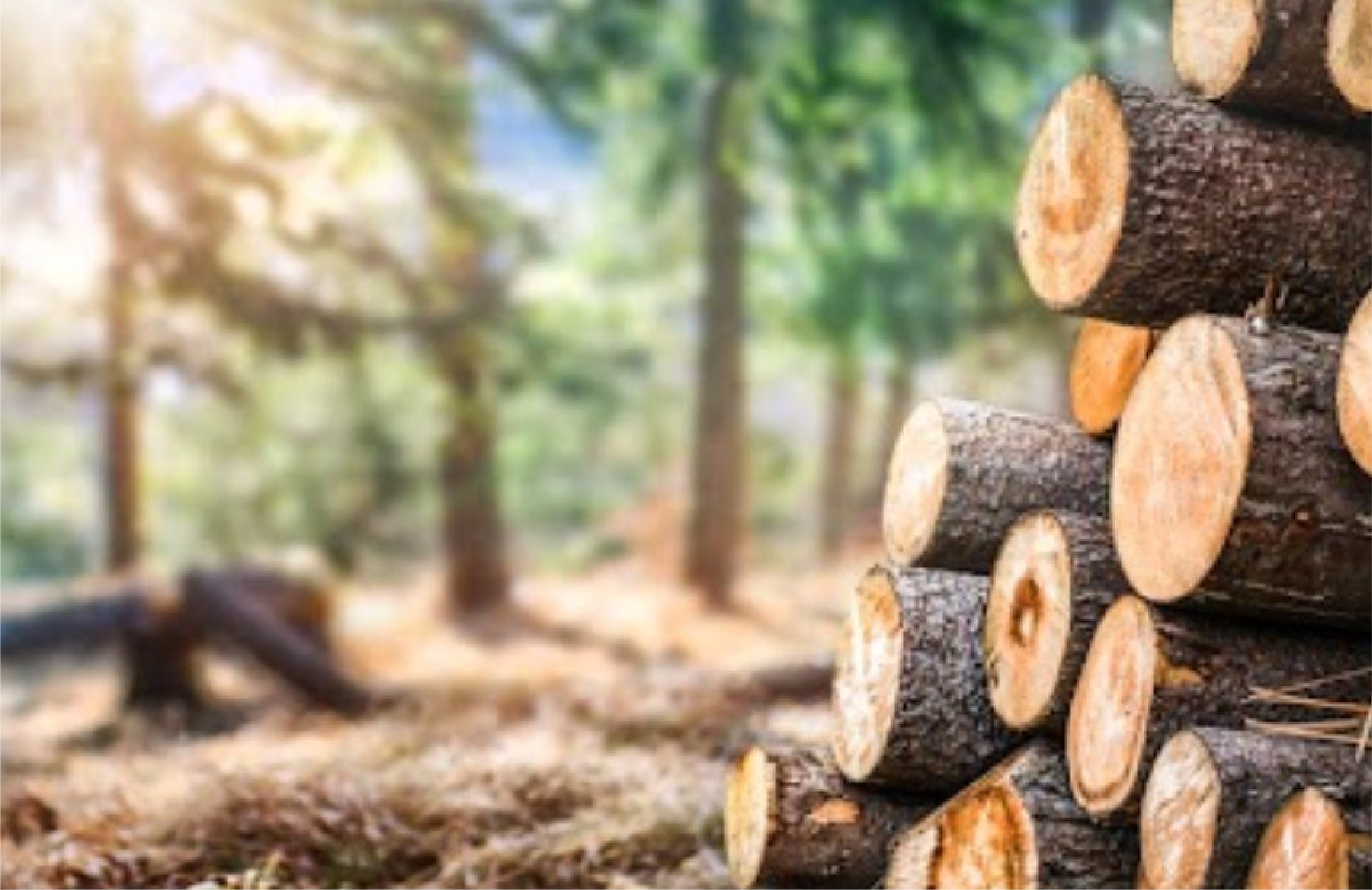 IG Timber